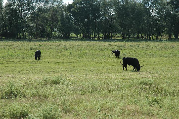 camargue (15)